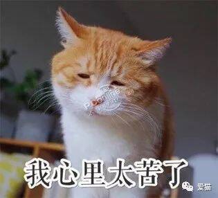 “我花了3年的时间，猫才肯让我抱。”