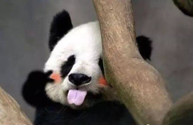 为国卖萌的熊猫，撑起了世界网红的脊梁，萌就是正义！