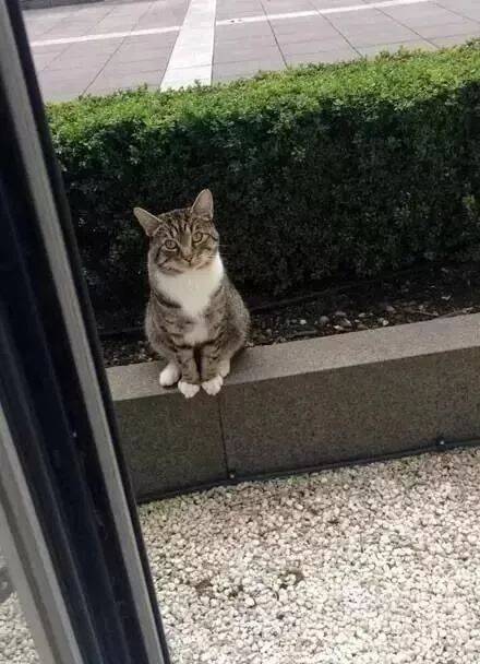 邻居家的猫每天都在家门口等着，背后的原因并不简单！