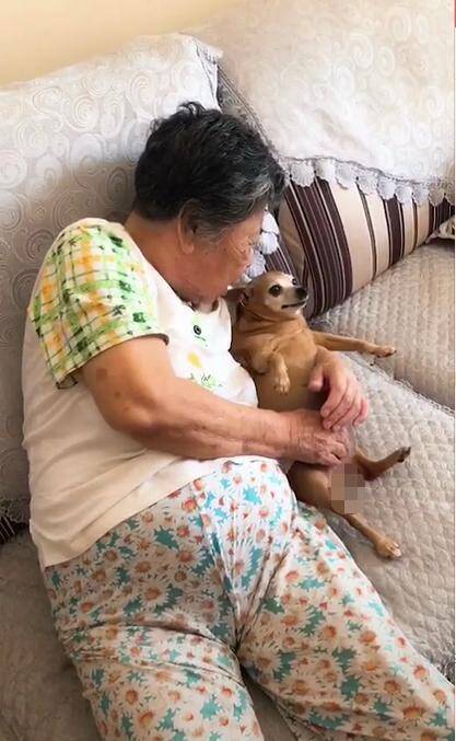 小鹿犬被奶奶养成猪后，还吓唬狗狗太胖活不长，网友：肚子随奶奶