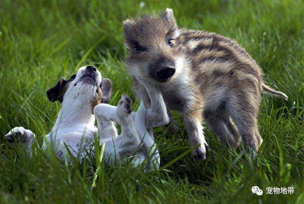 小野猪误认为狗狗是同类 还学会了“吠叫”它们的友谊特别纯真