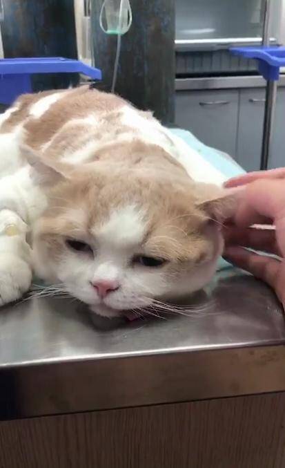 做完绝育的橘猫生无可恋地躺在手术台上，委屈的样子简直萌翻了！
