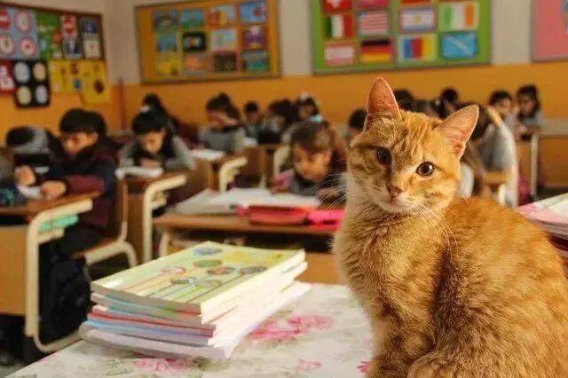 一只爱上学习的猫，被“劝退”后竟然绝食，学校无奈将其接回！
