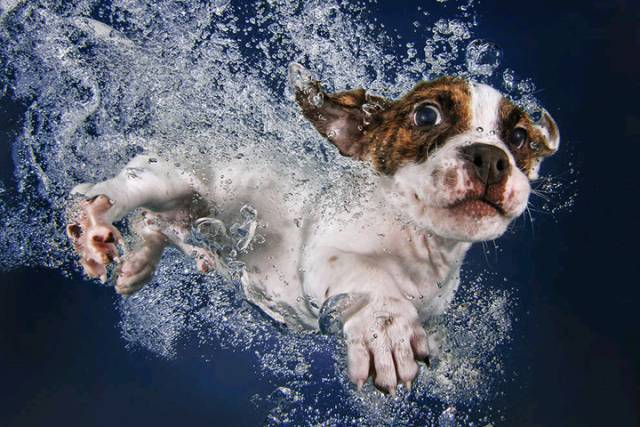 狗狗它天生就会游泳吗？