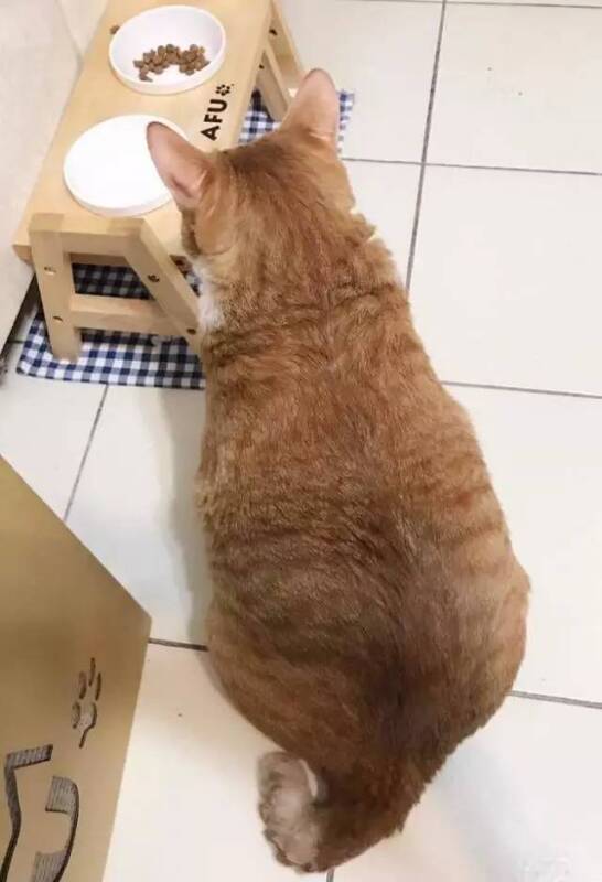 橘猫发现碗里猫粮少，于是给了一个眼神让铲屎官自己领会