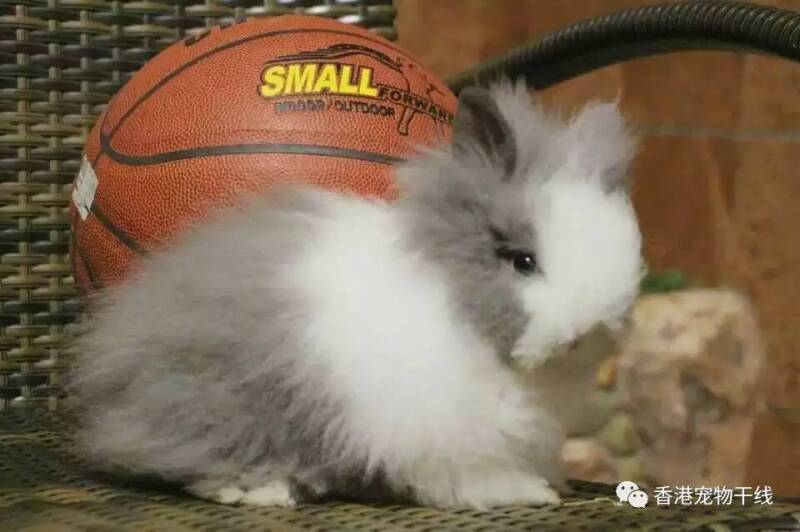 兔兔也能担任篮球宝贝！