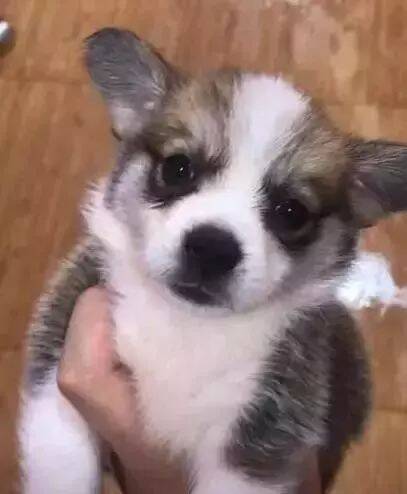 狗主人免费送狗，第二天就在垃圾堆里看到自己送出去的狗狗