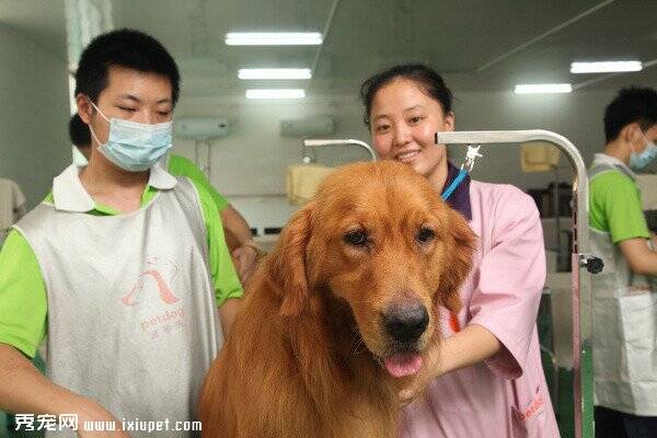 女生适合学习宠物美容师吗？快来看看吧！