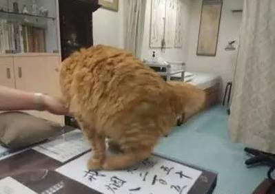 医生养了只橘猫，有病人来了就过去帮忙，自愿当手垫