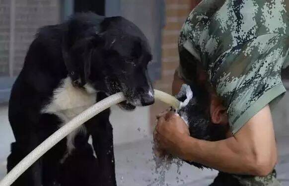 一只搜爆犬参加的任务有300多次了，战绩赫赫，去世后战友们都哭了！