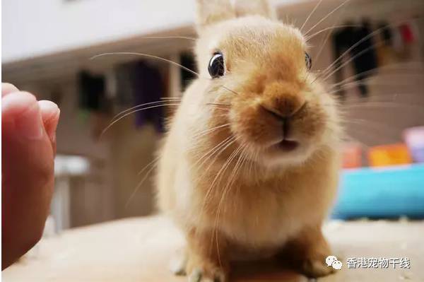 怎样判断兔子是不是生病了？这些知识你会吗？