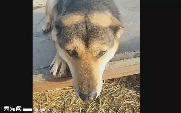 中华田园犬被锁十年，解开锁链它都忘了自由的感觉