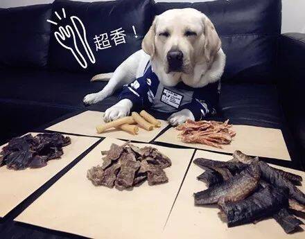 拉布拉多想跟隔壁桌讨食，可小孩一看到狗就疯狂尖叫，最后妈妈霸气的教育方式让主人好感动.....