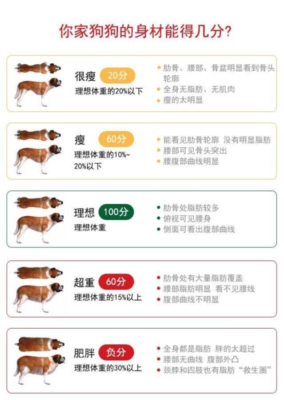 狗狗肥胖指数测试！你家狗狗达到维秘标准了吗？