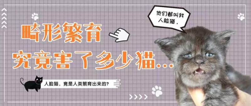 俄罗斯又现“人脸猫”？畸形繁育到底害了多少猫