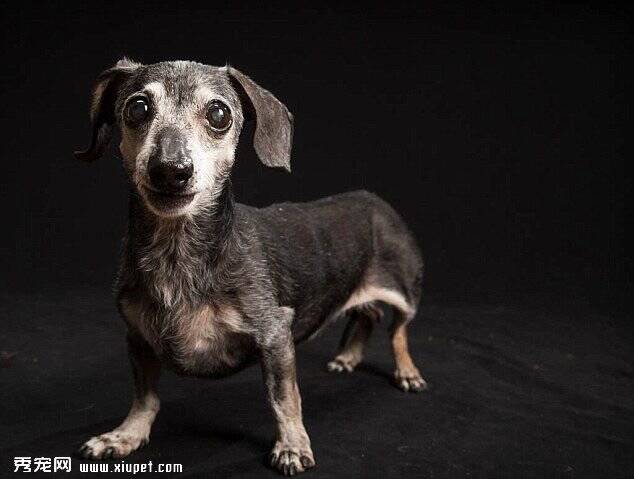 美国宠物摄影师反驳“黑狗综合症”为黑狗拍写真破迷信