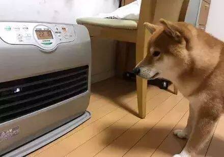 柴犬很怕冷，主人打开暖气后，它的姿势有点污得不能看
