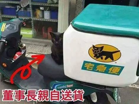 走过路过不要错过！有只黑猫要现场弹钢琴你听…