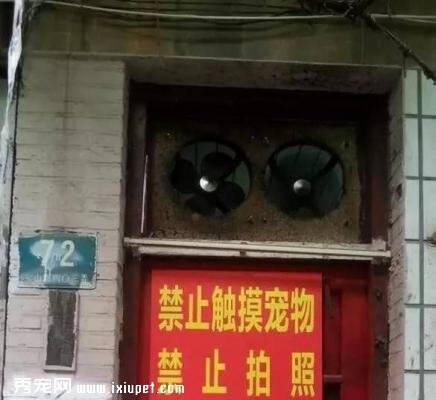 上海一“宠物救助中心”被指虐狗,屡遭举报还打伤执法者