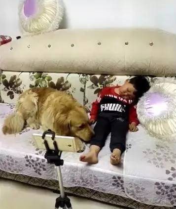 小主人直播中睡着了，金毛担心小主人着凉，于是、....