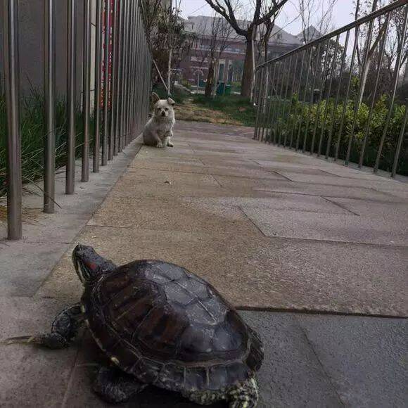 遛乌龟时捡到只受伤的流浪狗妈妈，现在遛弯多了几个新成员