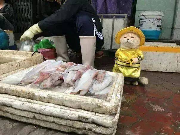 猫咪街头帮铲屎官卖鱼，表情超犀利：“敢动我的小鱼你试试？”