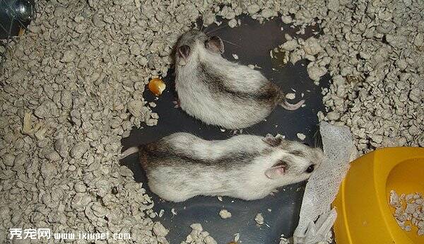 坎贝尔侏儒仓鼠的品种分类（种类）大全