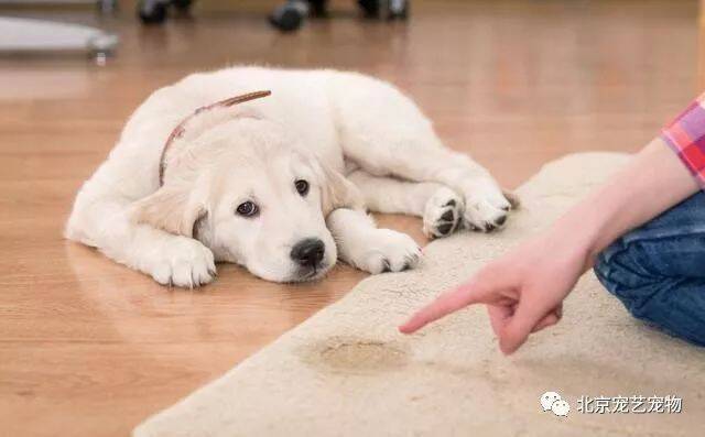 如何教狗定点大小便？这样训练的狗狗太听话了！