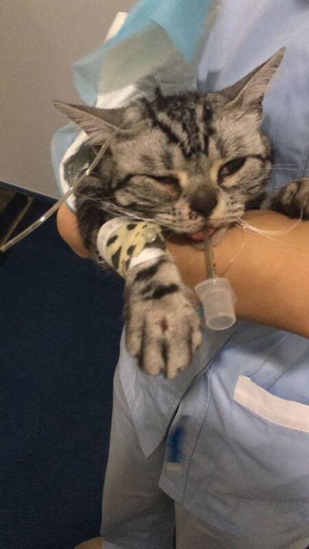 美短猫不慎坠楼受重伤，手术后依然坚持进食，主人看后忍不住痛哭