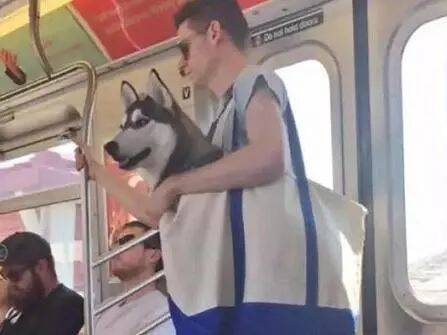 火车禁止携带宠物？外国男子教你如何带一只猫咪过安检