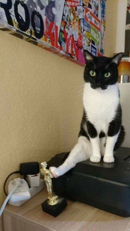 网友买了一个奥斯卡小金人送给家里的戏精奶牛猫，没想到…