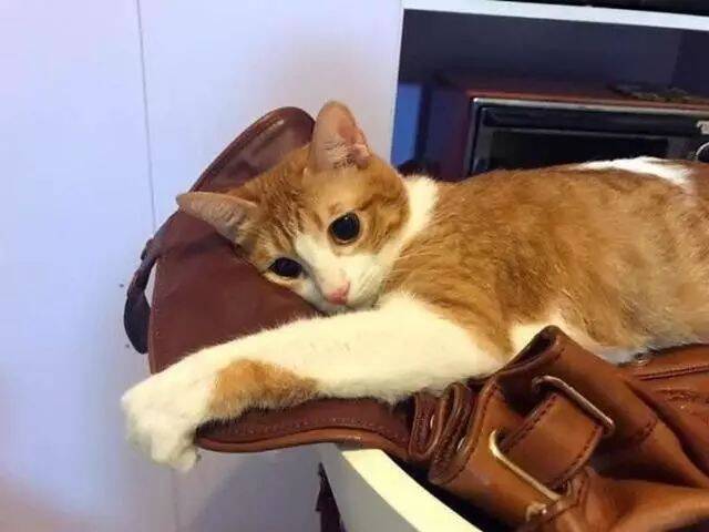 当一只粘人的猫知道主人要出差后，这反映真是萌爆了！