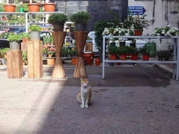 摄影师锁定了一只喵星人，跟拍了这只流浪橘猫的一天