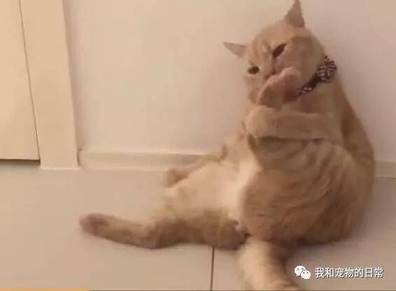 猫咪舔着自己的爪子，突然发现不妙倒下，瘫在地上一动不动！