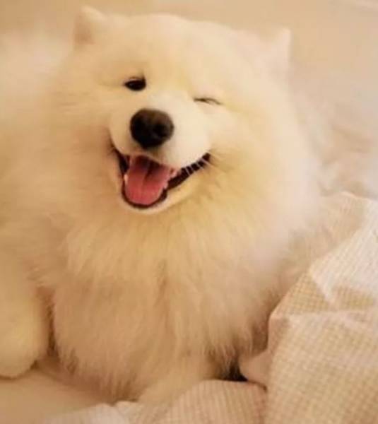 16款笑容最治愈的狗狗，太暖了....快看看你家狗子在不！