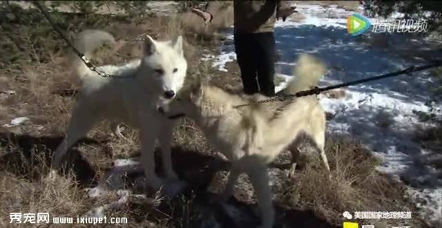 怎样分辨狼和狗，以及混血狼！