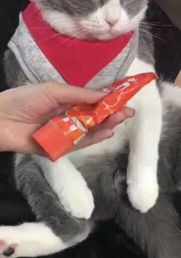 主人嫌弃猫咪吃太多零食，猫咪生气的小眼神真的是太搞笑了！