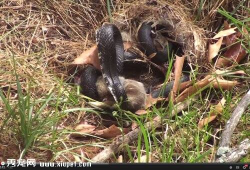兔妈妈为保护兔宝宝与黑蛇打斗