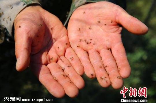 新疆中蒙边境花斑蚊肆虐 把猪咬得撞墙自杀