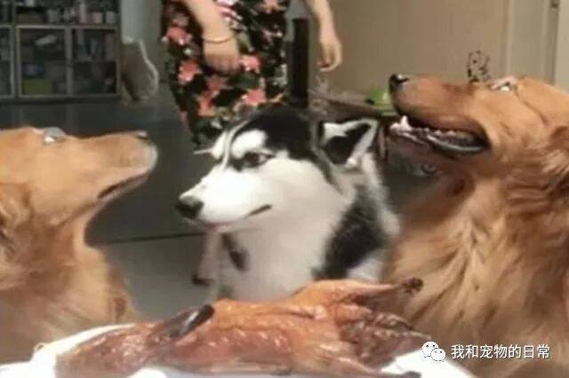 主人让3只狗狗承诺不能偷吃烤鸭，金毛很认真的答应，而哈士奇的眼神总是觉得不太对劲！