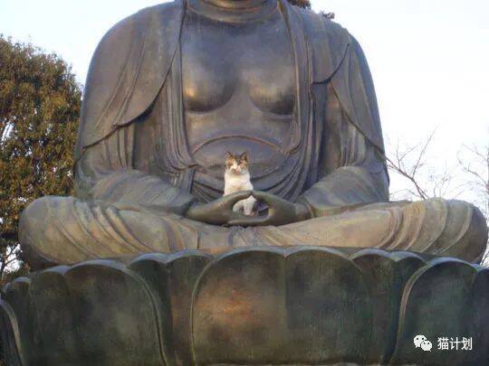 睡在佛祖手掌心的猫，可以说是很得宠了！