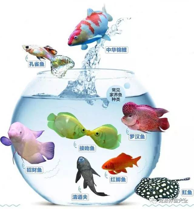 家养观赏鱼攻略：想鱼活得久，喂食要少水质要好！