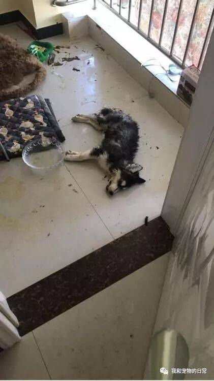 小二哈拆家后奄奄一息，当主人看到空的安眠药瓶，当场石化了！