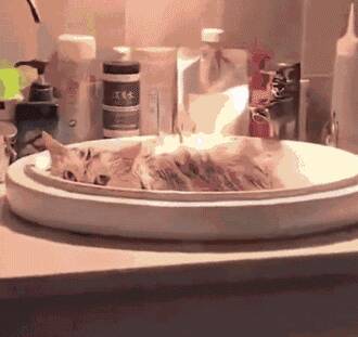 美容师给猫咪吹干毛时，旁边的猫表情大亮，太搞笑了！