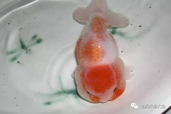 【每日一鱼】樱花兰寿，看上去像极了樱花的颜色！~