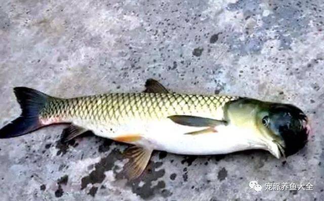 奇闻 | 贵州几名钓友钓出长相奇怪的鱼，竟然是鸟头鱼身！~