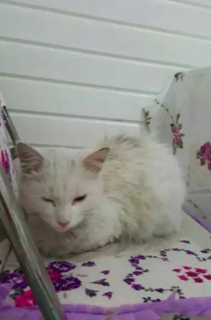 流浪小白猫被医院门口的旋转门夹成重伤，急诊医生不仅救了它，最后还...