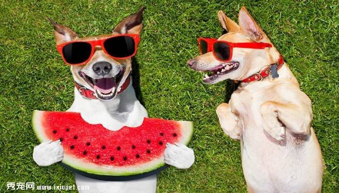 狗狗可以吃西瓜吗？
