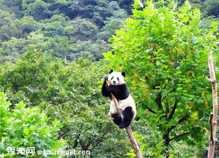 四川大熊猫栖息地被伐木2万亩 国家林业局调查