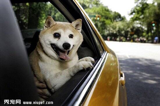 纽约一柴犬被誉为全球最幸福的小狗